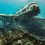 Des plongeurs découvrent un avion englouti dans les abysses marins – Leur visage se décompose en explorant l’intérieur